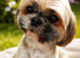 Stunning doby shih tzu puppies