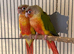 Beautiful 2026 Hand Reared Conures For Sale