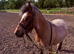 Welsh mountain pony lightly backed for sale