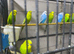 Young budgies