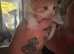 2 ginger and white kittens (last 2)