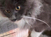 Blue & White Maine Coon