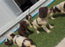 Cocker spaniel puppies