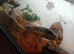 Hi I got a sundan plated lizard 120 or ono