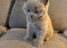 British blue kittens