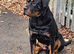 German Rottweiler Available