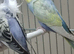 Budgies in London