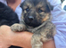 German shepherd puppys
