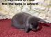 Exceptional Mini Lops! Waiting list open!