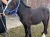 For sale 6 months old cob to make 13.2hh