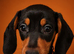 SILVER/BLACK Adorable mini Dachshund puppy for sale