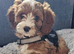 Female F1 Cavapoos dna health tested parents