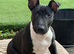 English Bull Terrier Male Pup
