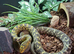 2024 Female King Rat snake