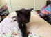 Mixed breed black kitty