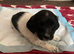 English Springer Spaniel puppies