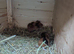 Baby rabbits and Guinea pigs, number is