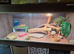 Red 3year old bearded dragon full set up included