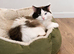 Bicolour ragdoll boy