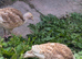 Red bourbon turkey poults
