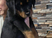 Last Females Available &ndash; Strong German Style