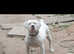DARKWATCHDOGS RAZER NKC REG AVAILABLE FOR STUD