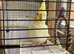 Baby Lutino cockatiel