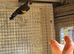 Gold finch rung birds 2