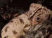 Jackawawa puppies