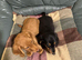 Kc Registered miniature Long Haired Dachshund pups