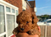 Toy poodle puppy 1 boys