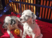 New litter of Dalmatian pups