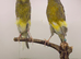 Persian Cana pair