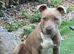 American bully