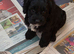 Only 2 Left... Absolutely Stunning F1 Cockerpoo Girl Puppies Ready Now!