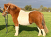 Lovely Shetland registered gelding.