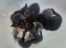 Adorable fluffy kittens