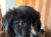 Bearded collie cross border collie pups