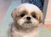 Puppy Shih Tzu & Chihuahua in Leeds