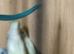ive got 3 un sexed baby parrotlets