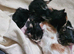 3 beautiful kittens