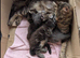 Chunky Loveable Maine Coon
