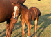Stunning colt foal