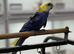 Rosella