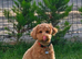 shipoo boy