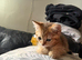 Golden British shorthair