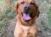 Adult - KC Reg Fox Red Labrador Retriever Male