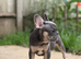HEALTH CLEAR KC French Bulldog Puppies Lilac, Black Tan, Fawn