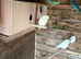 Budgies