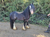 14hh cob gelding